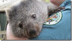 Wombat Ben 1