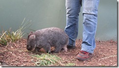 Wombat Ben 4