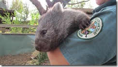 Wombat Ben
