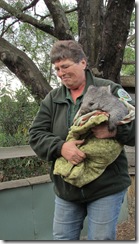 Wombat Ben in his pouch
