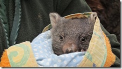 Wombat Lucy 1