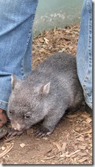 Wombat Lucy 2