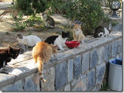 Feeding cats 2