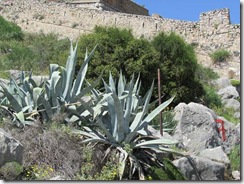 Spanish sword cacti