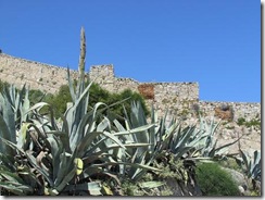 Spanish sword cacti at the Castle