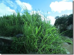 Sugar fields gone to grass